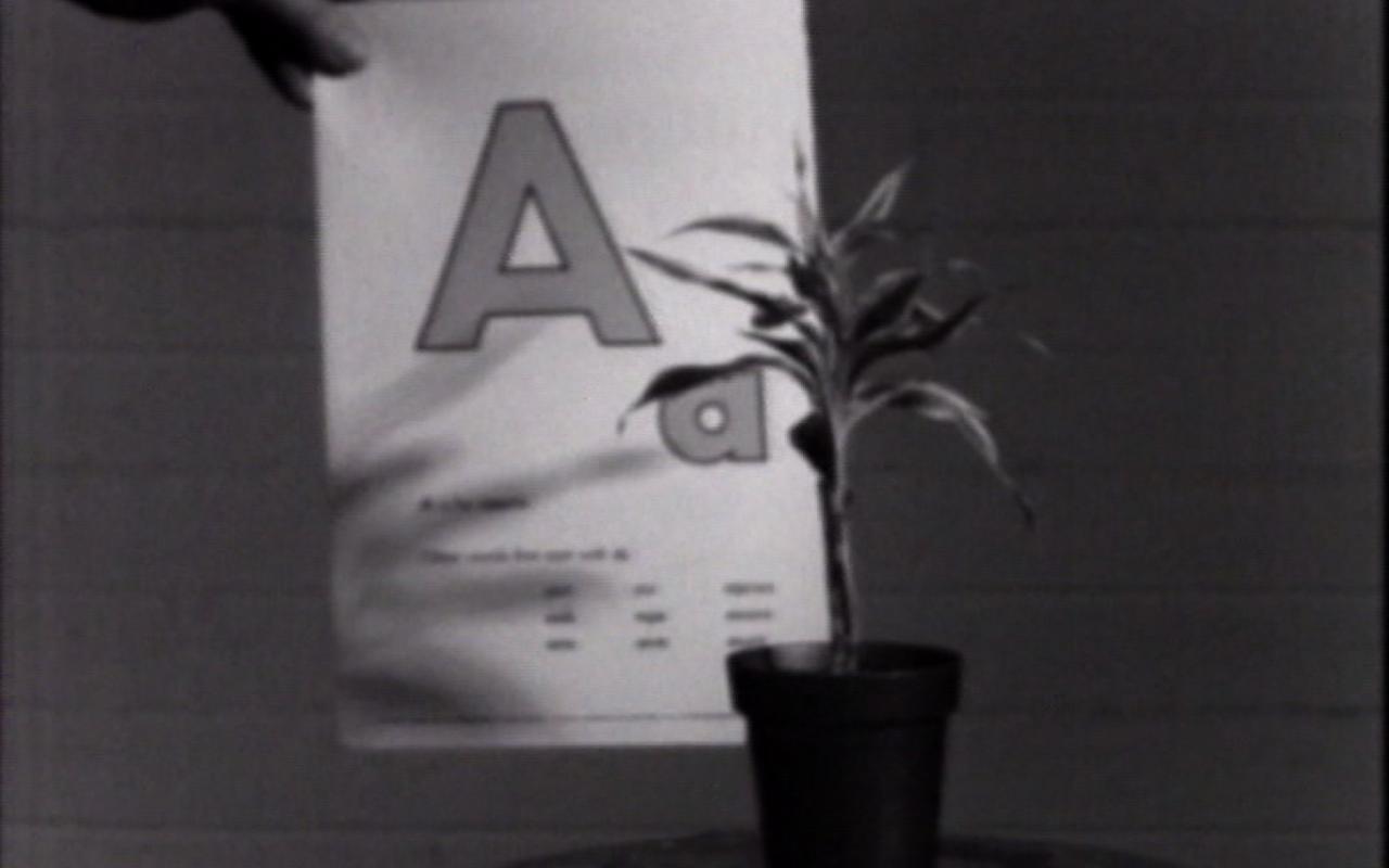 Werk - Teaching a Plant the Alphabet