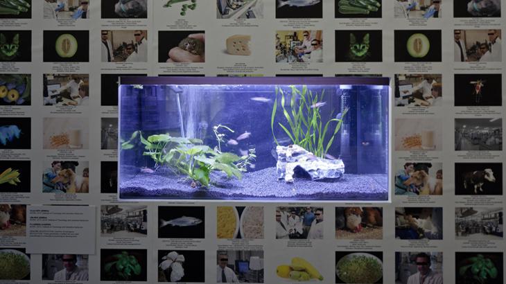 Eine Bilderwand und ein Aquarium