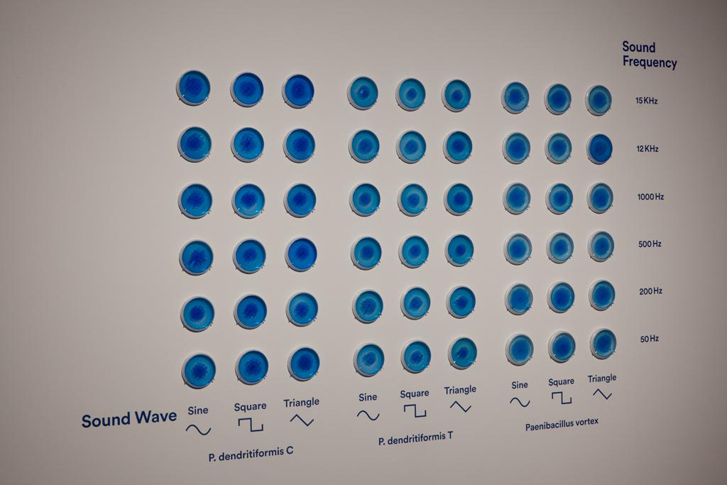 Diagramm aus Petrischalen an einer weißen Wand. Die Schalen sind mit einer blauen Substanz gefüllt.