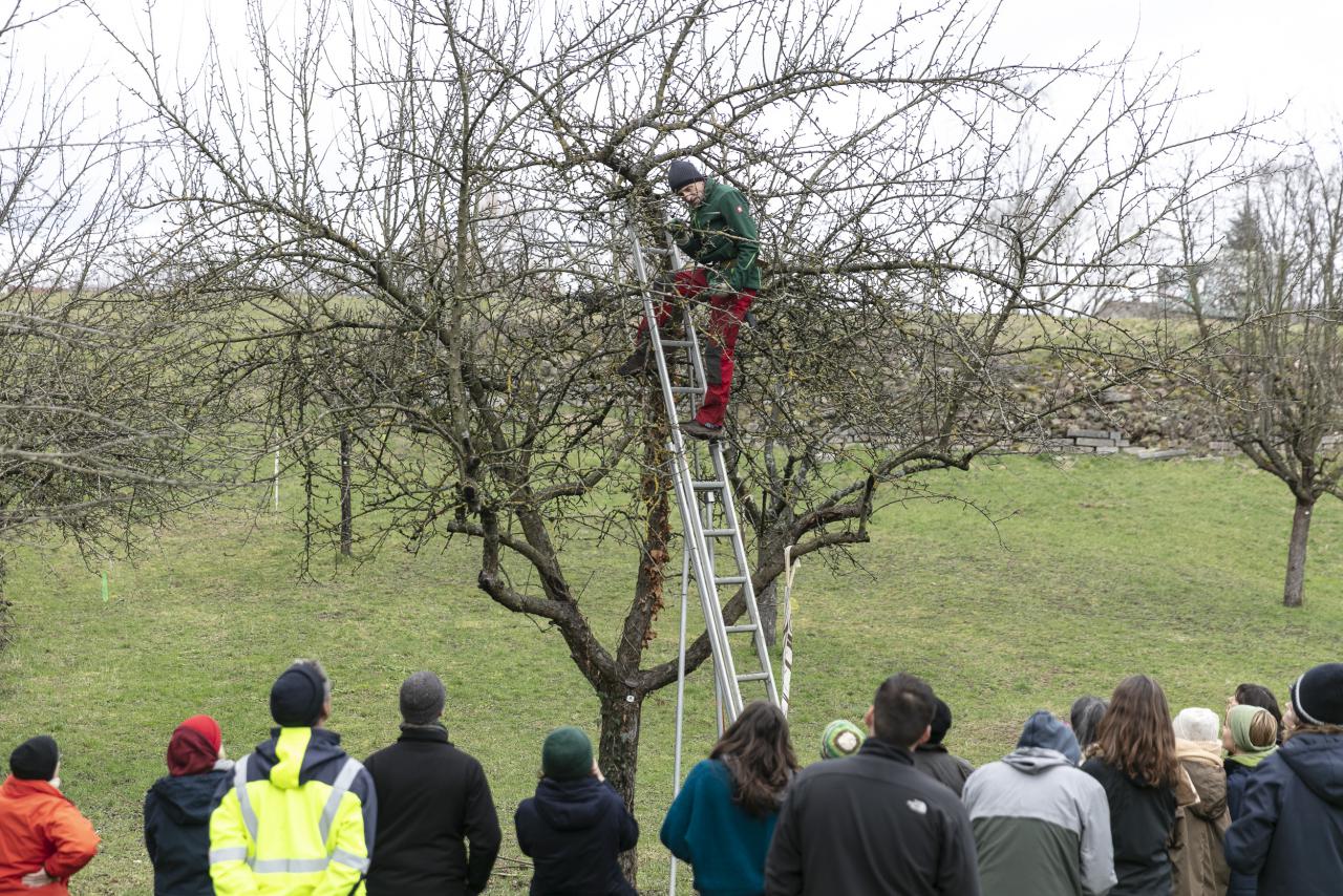 Ein Mann klettert auf einer Leiter einen Baum hoch während eine Gruppe zusieht.