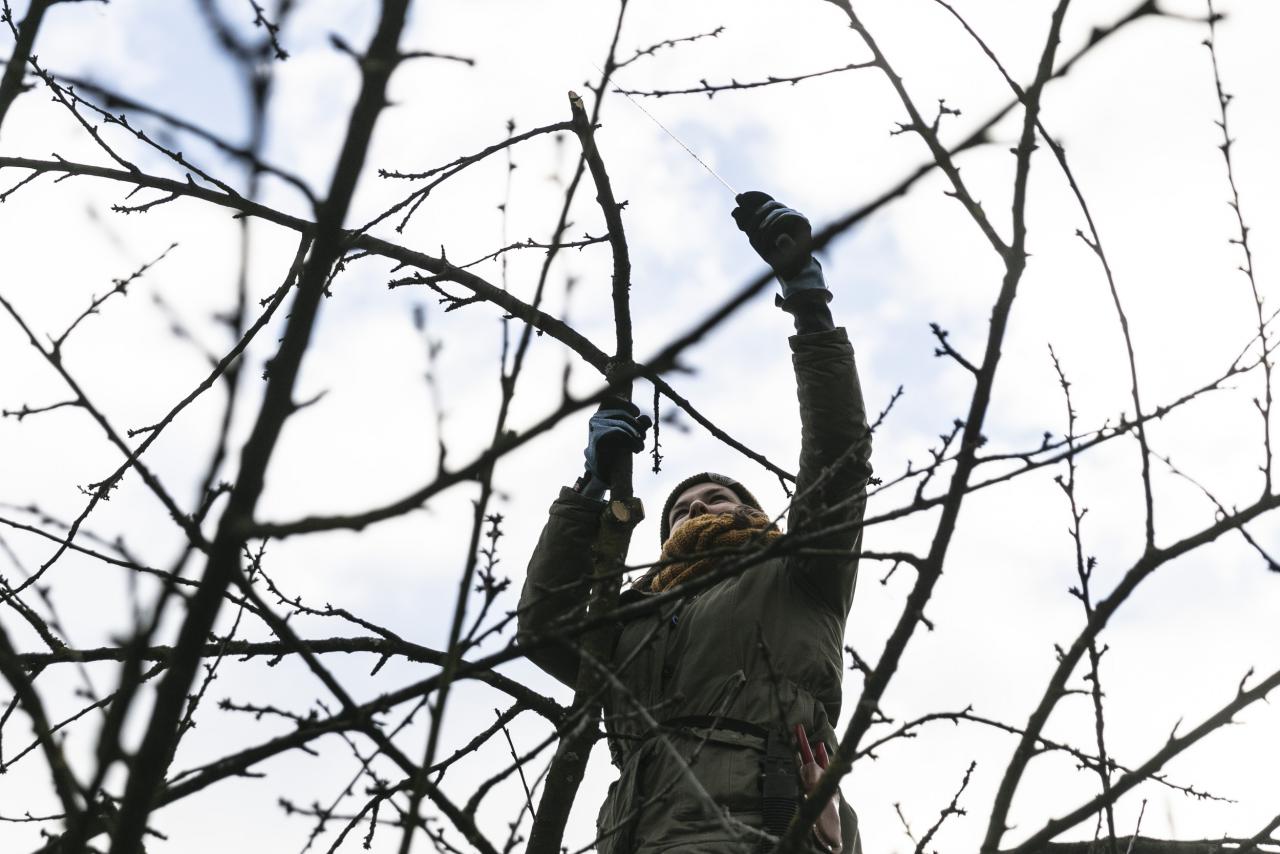 A woman cuts the branches of a tree. 