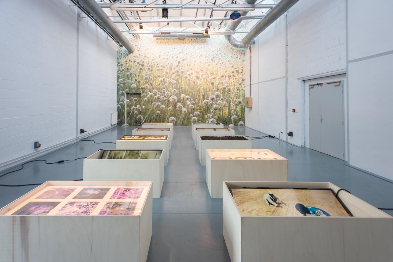 Photo of an exhibition room with a large photo print of a meadow in the background and white pedestals with exhibition objects in the foreground.