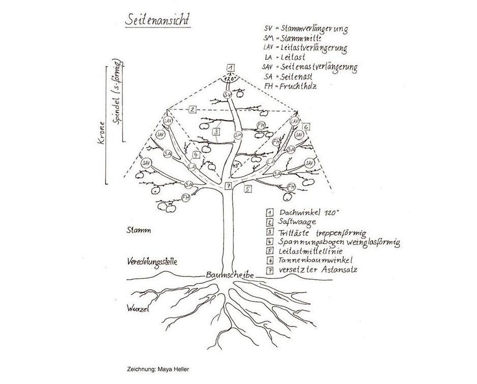 Zeichnung einer idealen Baumstruktur.