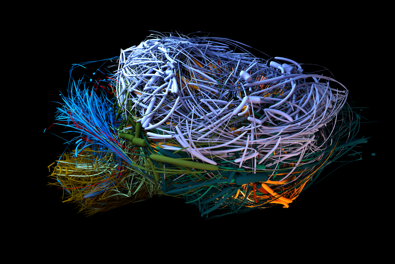 Visualisation of the connectome of a mouse brain in different colours