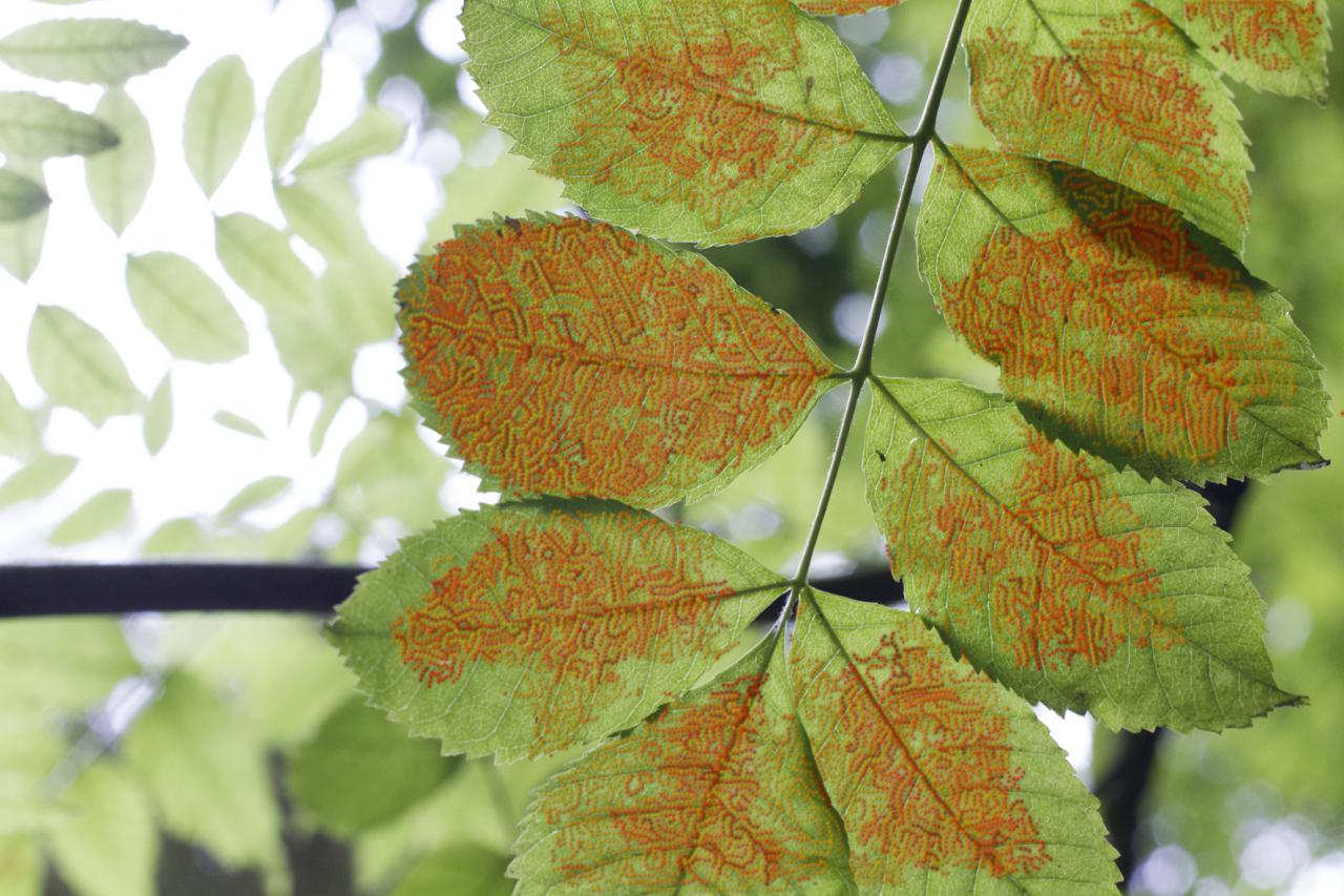 Tree leaf with pattern
