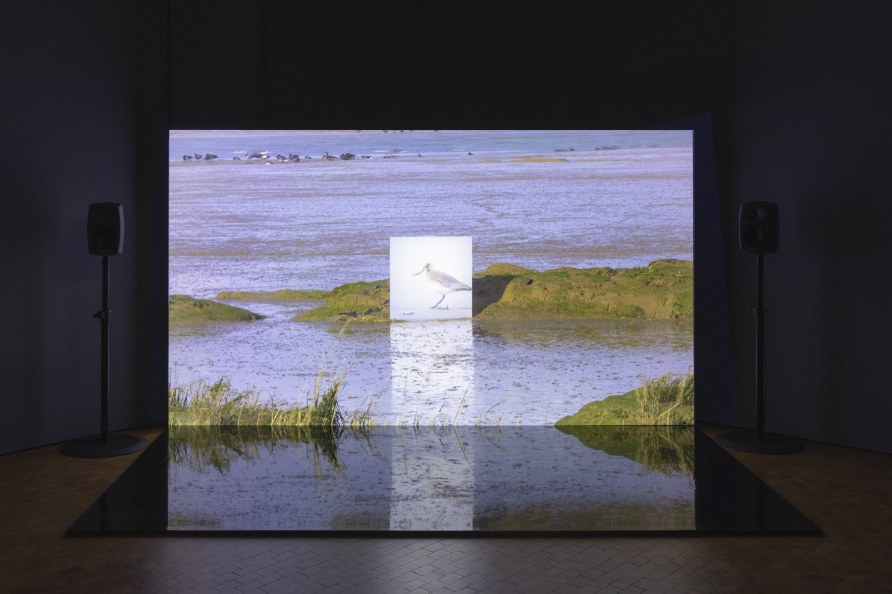 On the picture there is a large screen that shows a seascape. In the middle there is a seagull in a white square.