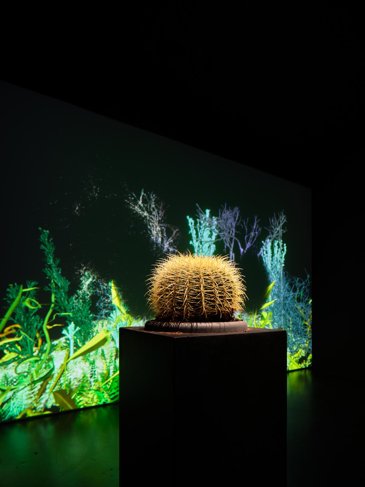 Zu sehen ist das Werk »Interactive Plant Growing«. Eine Detailansicht zeigt die Nahaufnahme einer der Pflanzen. Dabei handelt es sich um einen Kaktus.