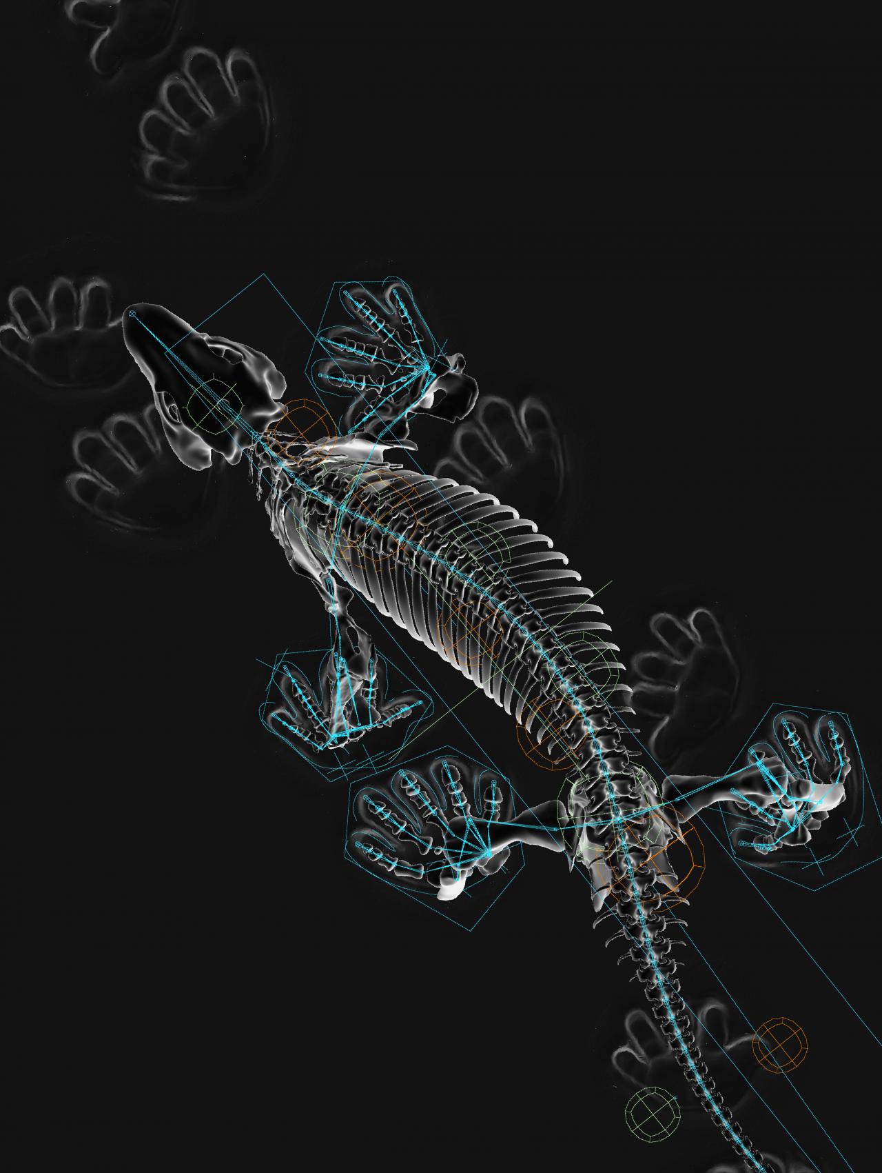 Das digital illustrierte Skelett eines reptilienartigen Tiers ist auf schwarzem Grund zu sehen.