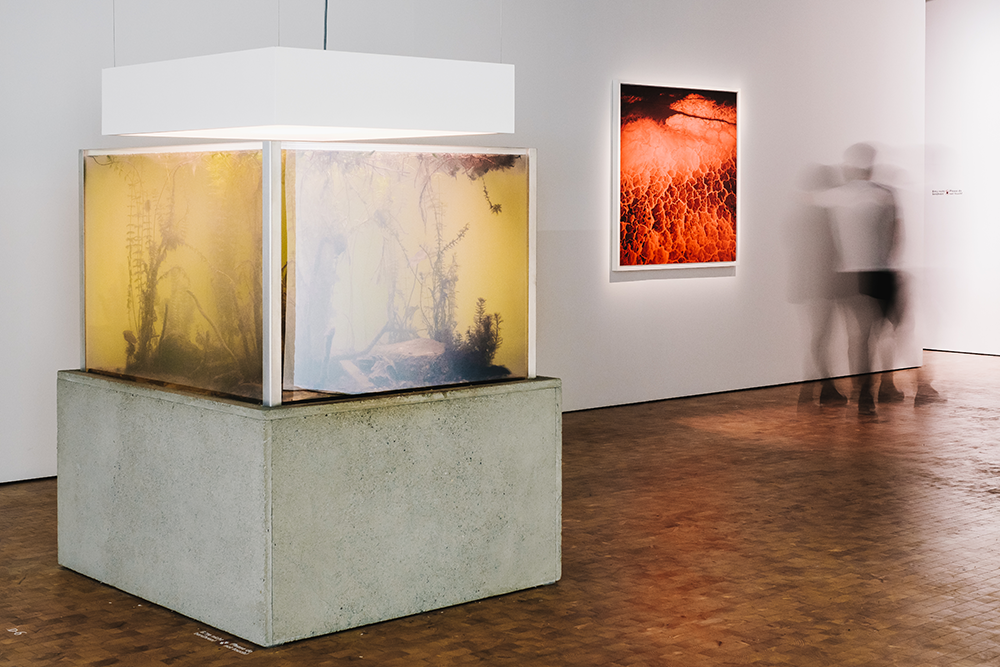 An aquarium in the exhibition »Reset Modernity!«