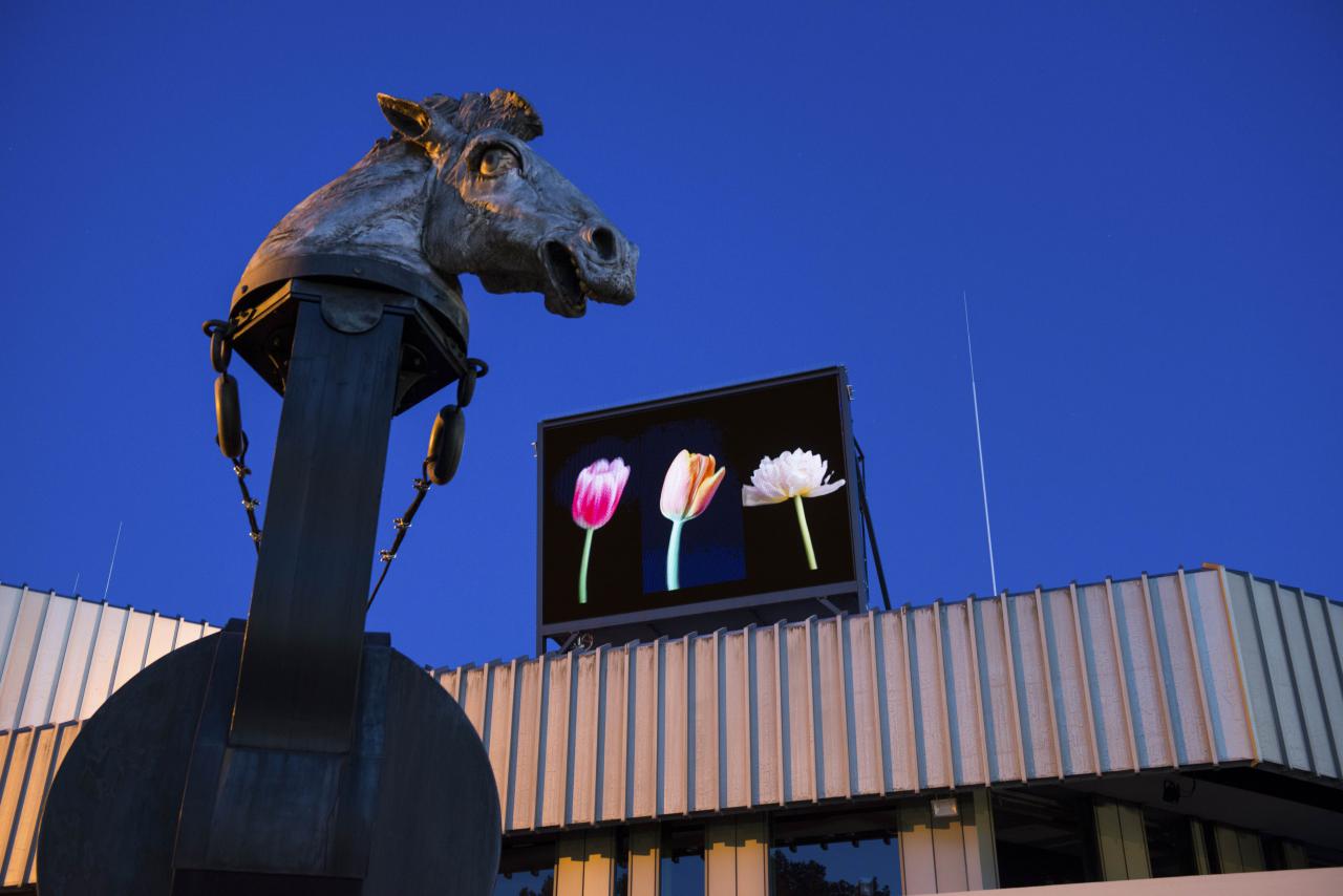 Ein Bildschirm über dem Badischen Landestheater in Karlsruhe zeigt drei bunte Tulpen.