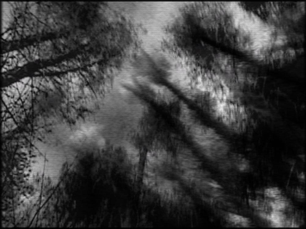 a view on the treetops from the ground. The graphics are in black and white and with heavy noise.