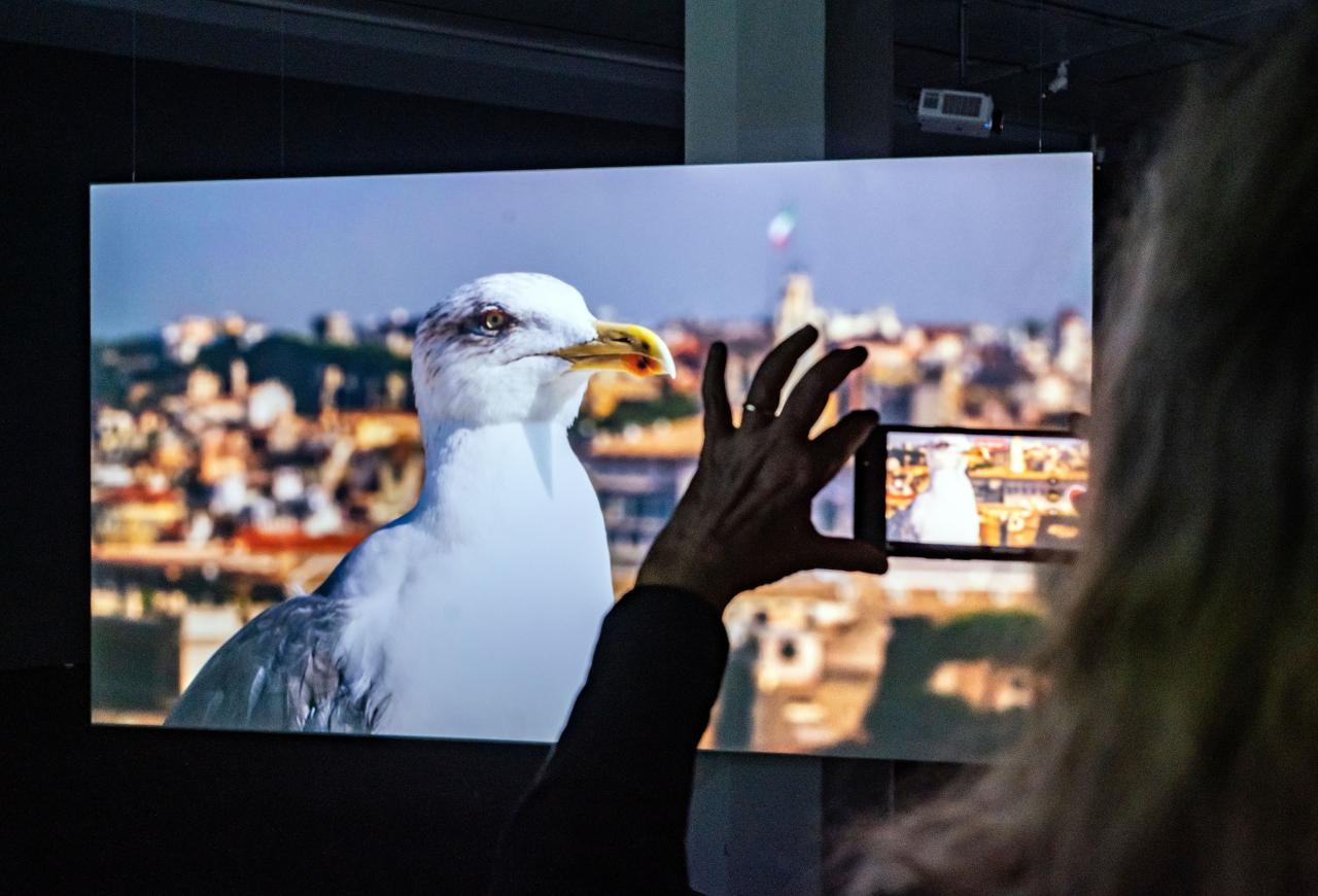 Exhibition view »Marijke van Warmerdam. Then, now, and then«. You can see a large screen showing a seagull.
