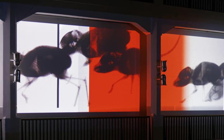 Shadows of jerboas projected on a canvas