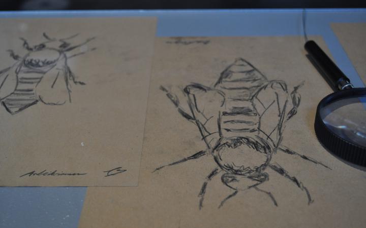 Zeichnung einer Biene neben der eine Lupe liegt. 