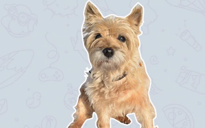 A dog sticker can be seen in a chat window.