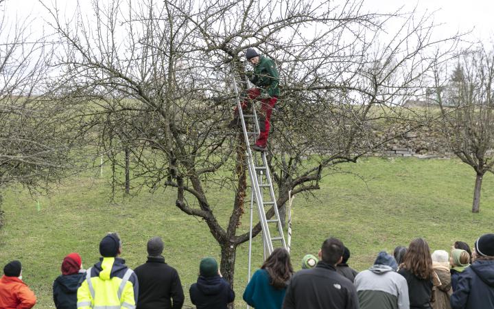 Ein Mann klettert auf einer Leiter einen Baum hoch während eine Gruppe zusieht.