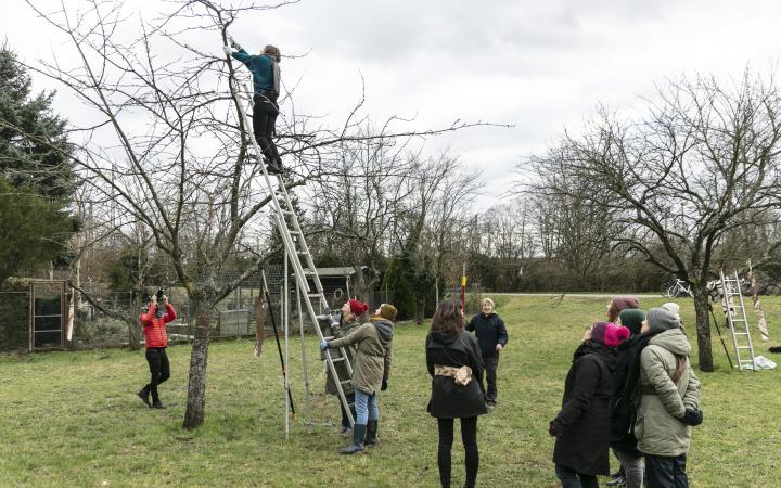 A group of people stand in a meadow and a woman cuts branches from a fruit tree on a ladder.