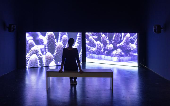Ein Foto aus der Ausstellung »Critical Zones« am ZKM Karlsruhe, das Bild zeigt Leinwände auf die lilafarbene Korallen projiziert werden.