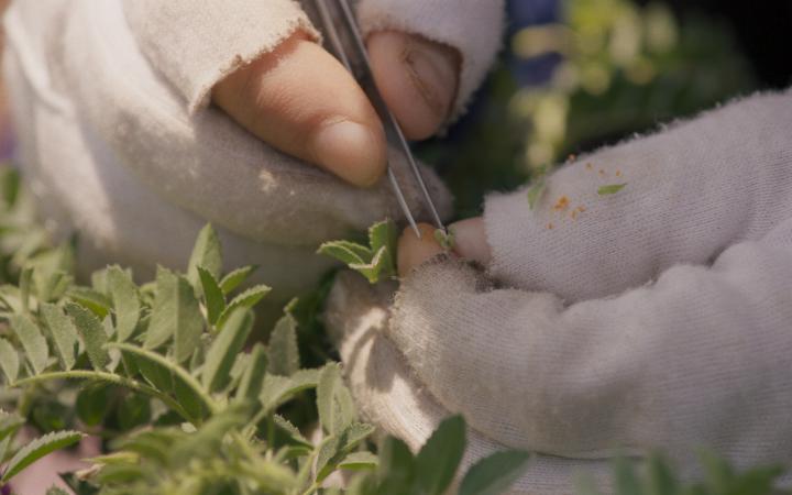 Detail photo of hands with white fingerless gloves. The right hand holds tweezers, next to it many green leaves.