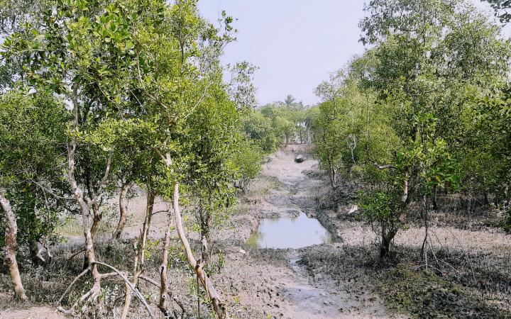 A landscape can be seen. Trees are on the left and right, arranged like an avenue. In the middle you can see a nearly dried up stream. In the background lies a fishing boat.