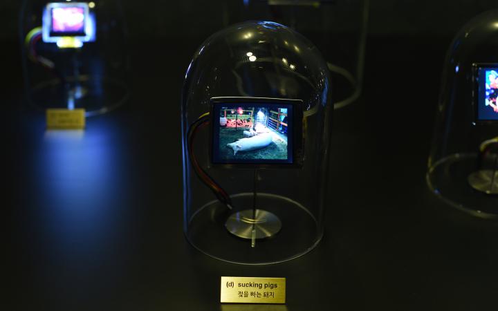 The photo shows a glass bell with a small screen. On this one you can see a lying pig. In front of the glass bell stands a golden sign with the inscription »sucking pigs« and a Chinese translation below.