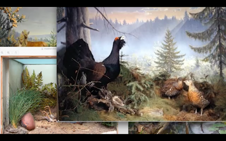 Three paintings are mounted on top of each other on a screen. All three paintings show different animals in nature
