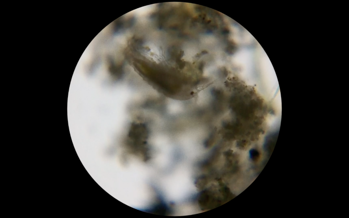 Einzelbild eines der beiden Videos des Werkes Hidroscopia Loa. Man sieht die mikroskopische Ansicht einer Wasserprobe.