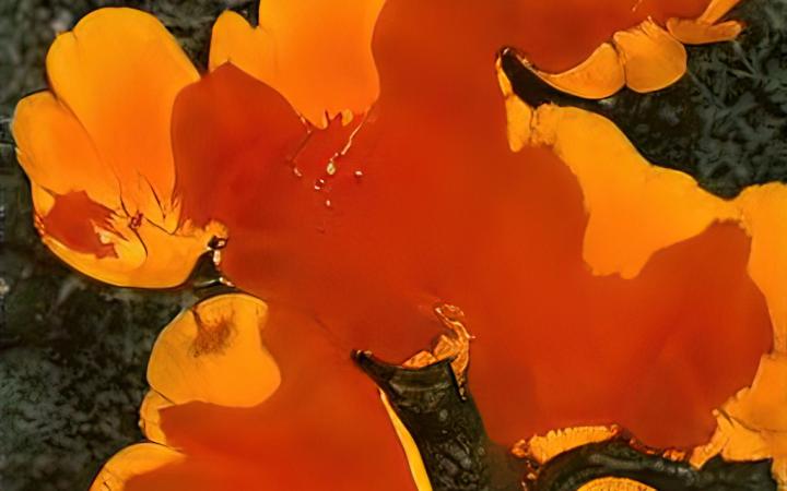 In the picture you can see the close-up of orange flowers with green grass in the background. The flowers are the Cali Poppy Seed