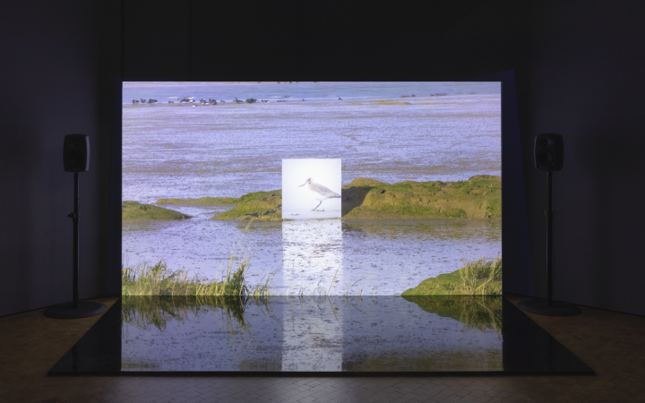 Jake Elwes, »CU SP«, 2019. Auf dem Bild ist ein großer Bildschirm zu sehen, der eine Meereslandschaft zeigt. In der Mitte ist eine Möwe in einem weißen Quadrat zu sehen.
