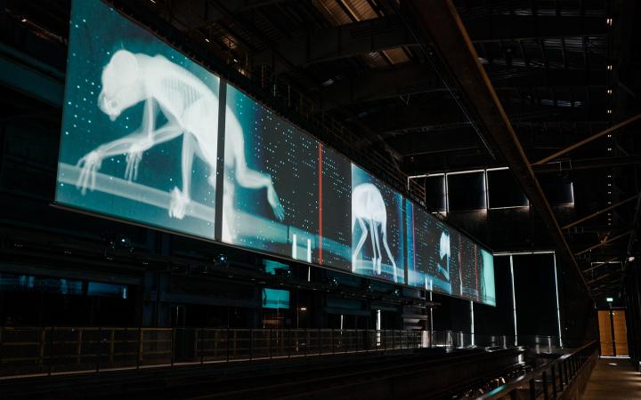 rosalie & Ludger Brümmer, »Marathon der Tiere«, 2015, seven-channel projection & electronic composition, colour, stereo, 25 min. Courtesy of Atelier rosalie and Ludger Brümmer