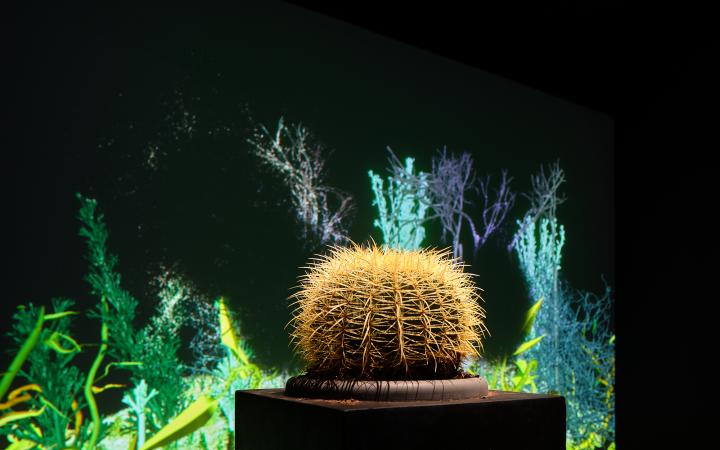 Zu sehen ist das Werk »Interactive Plant Growing«. Eine Detailansicht zeigt die Nahaufnahme einer der Pflanzen. Dabei handelt es sich um einen Kaktus.
