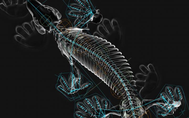 Das digital illustrierte Skelett eines reptilienartigen Tiers ist auf schwarzem Grund zu sehen.