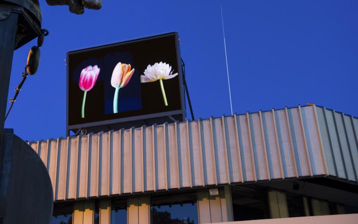 Ein Bildschirm über dem Badischen Landestheater in Karlsruhe zeigt drei bunte Tulpen.