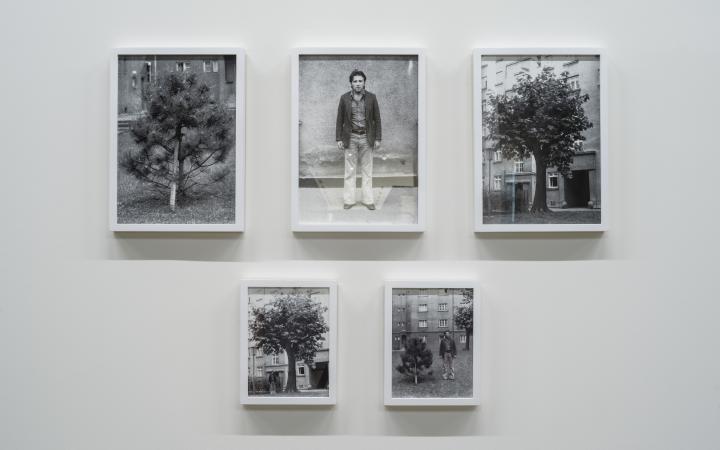 You can see five black and white photographs in picture frames on a wall. Three of them each show a tree, one of them shows a man. The last one shows a man standing next to a tree. 