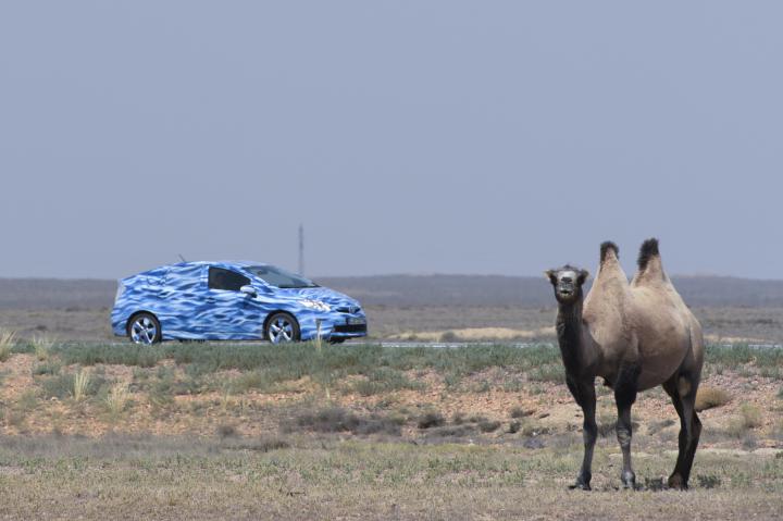 A blue car and a camel