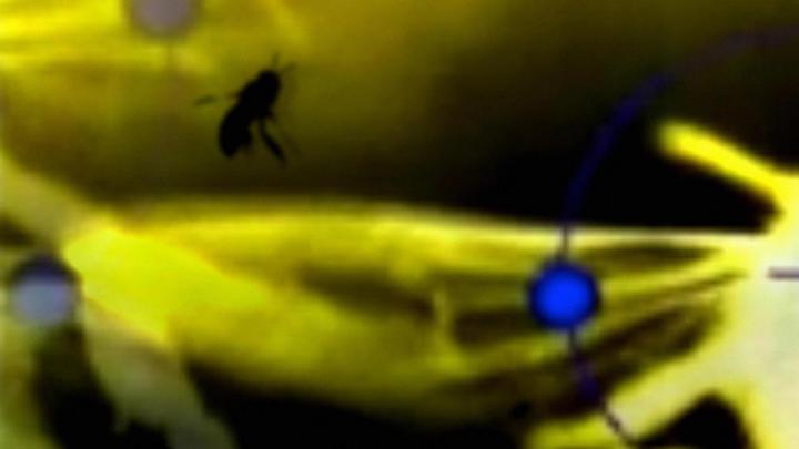 Blurred image of a flying insect against a yellow background