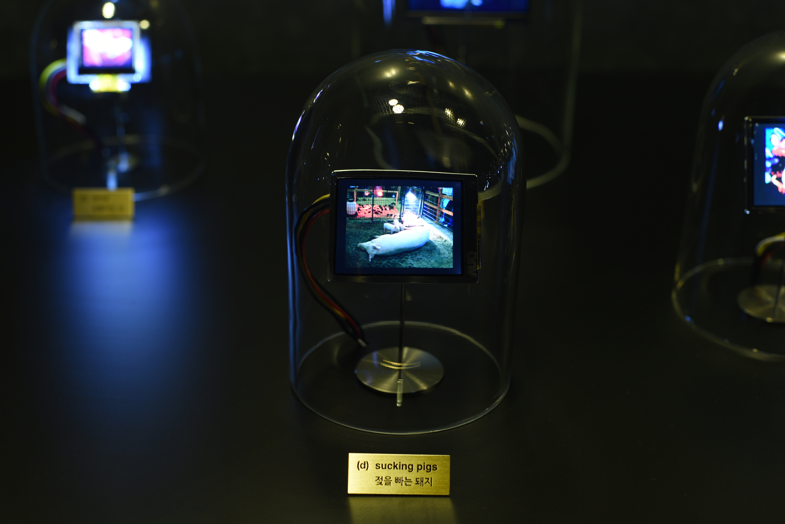 The photo shows a glass bell with a small screen. On this one you can see a lying pig. In front of the glass bell stands a golden sign with the inscription »sucking pigs« and a Chinese translation below.
