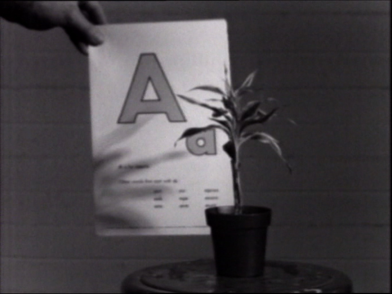 Werk - Teaching a Plant the Alphabet - s018801.jpg
