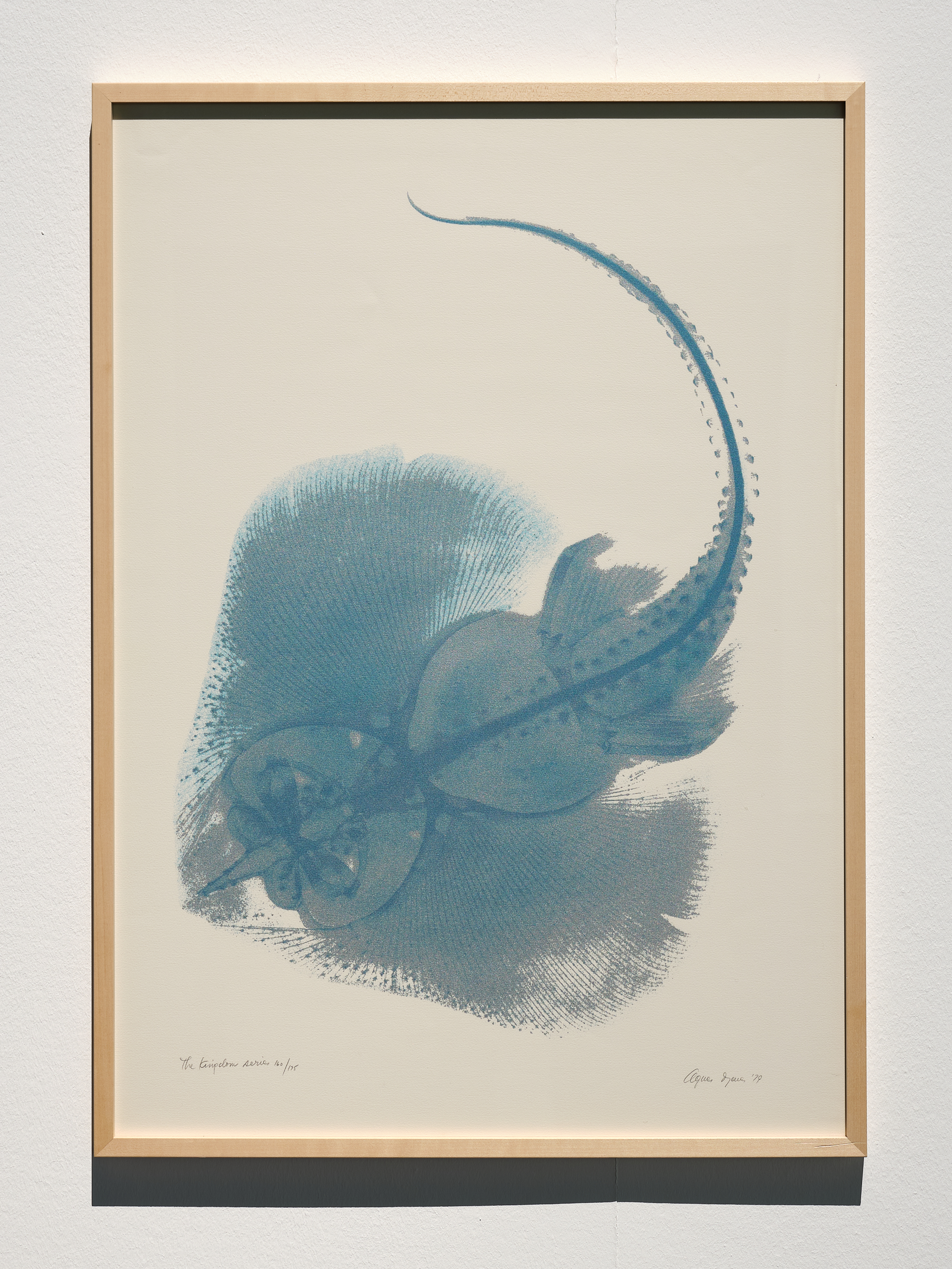 "The Kingdom Series: X-Ray of Sting Ray" by Agnes Denes. You can see a framed picture. On a light background is a blue abstract shape.