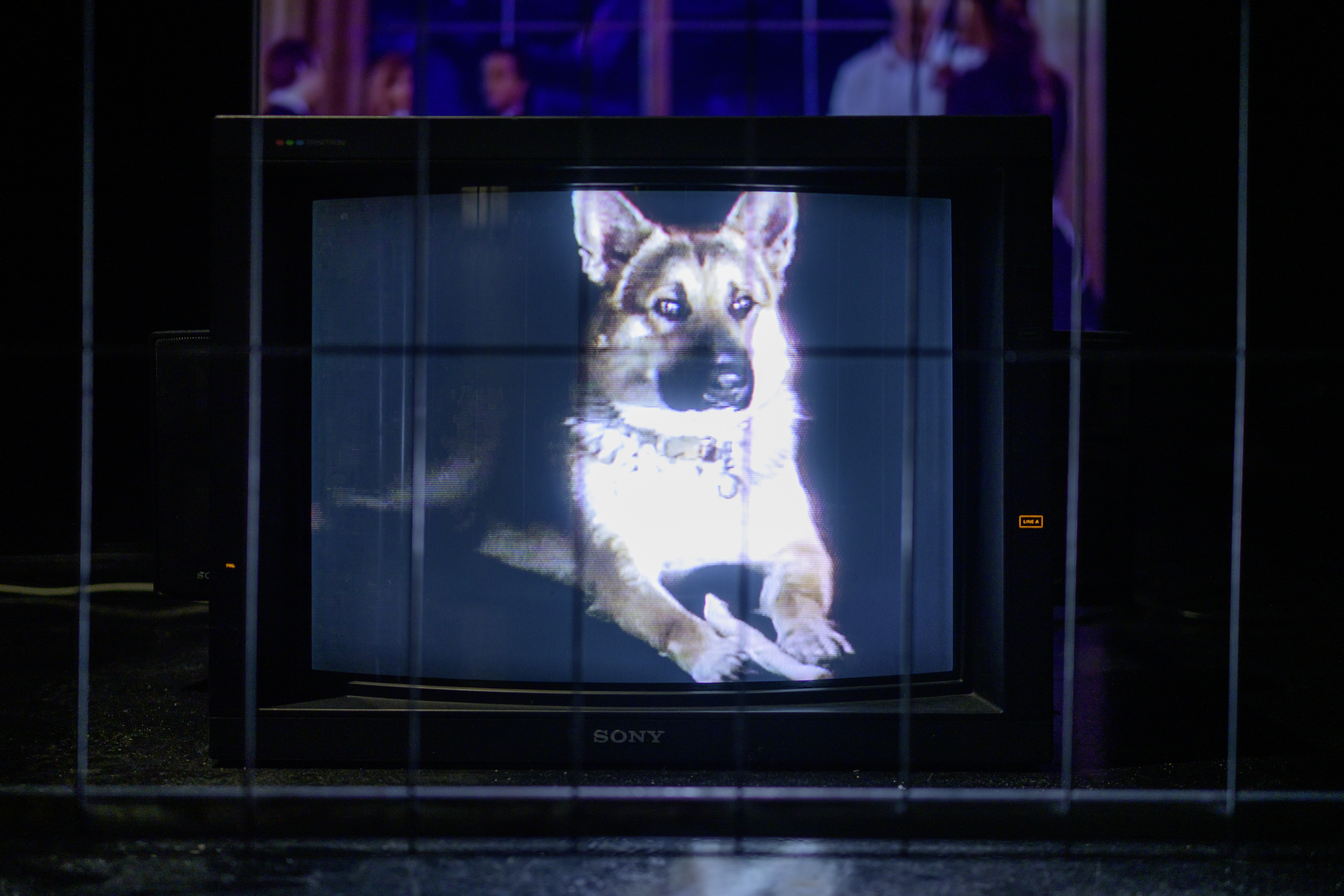 Yuppie Ghetto with Watchdog