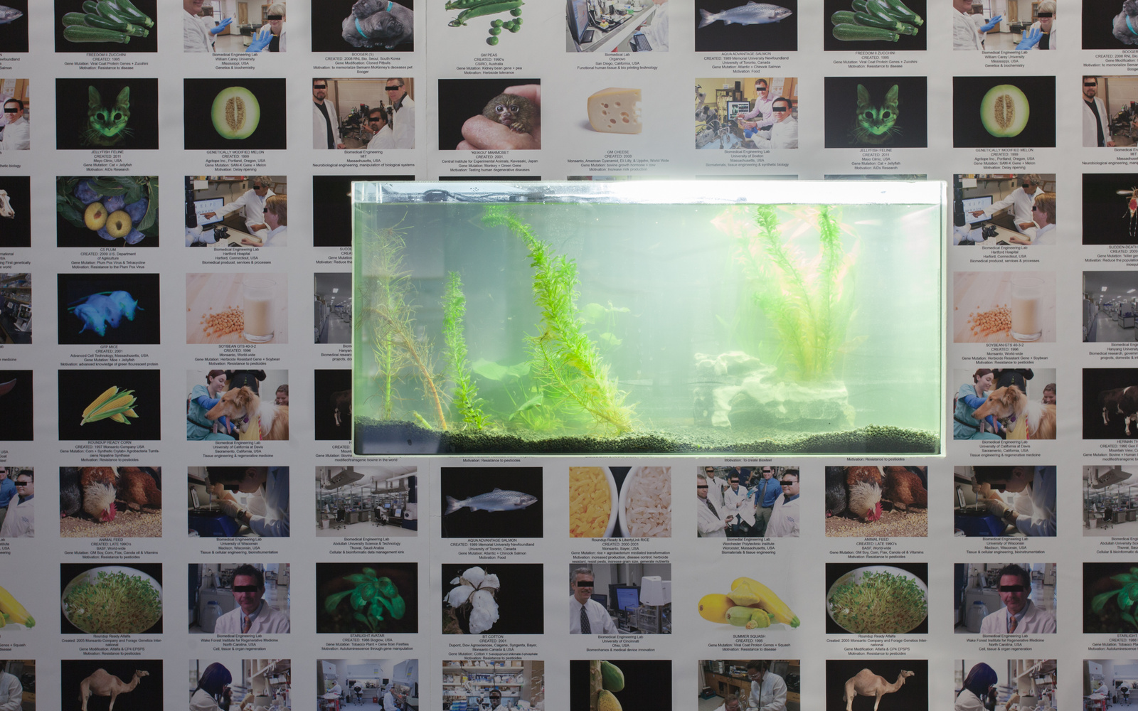 An aquarium in the middle of a collage from various images