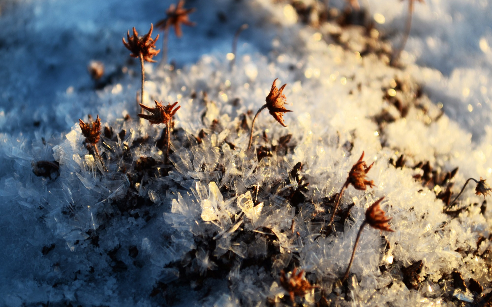 Flowers covered with ice