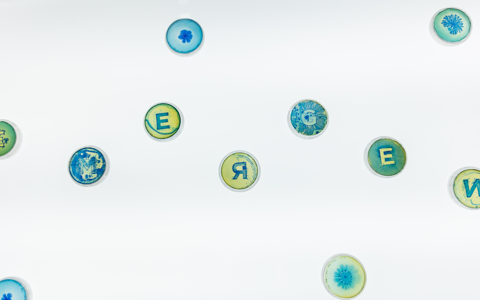 On display are Petri dishes in which bacteria have developed around letters.