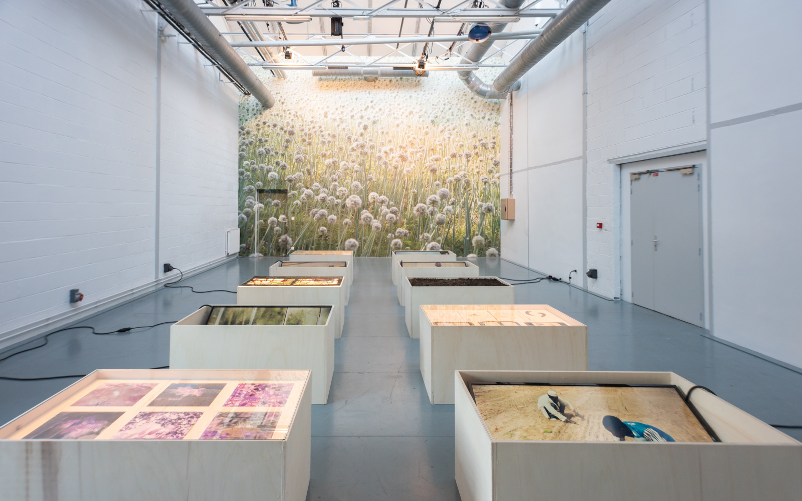 Photo of an exhibition room with a large photo print of a meadow in the background and white pedestals with exhibition objects in the foreground.