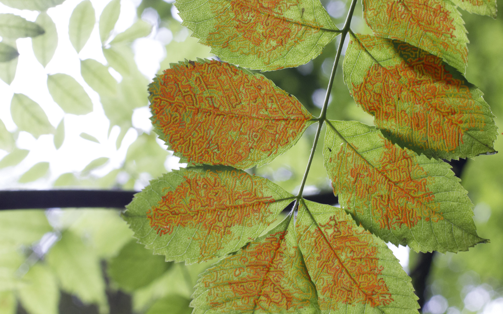 Tree leaf with pattern