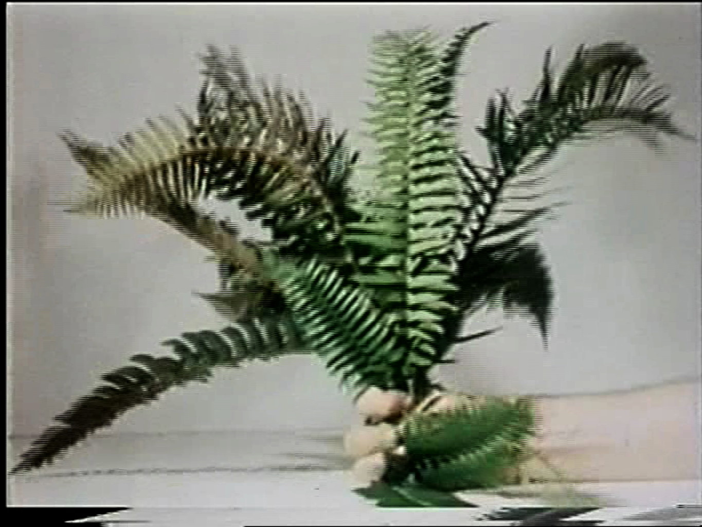 Compression-Fern (Hand)