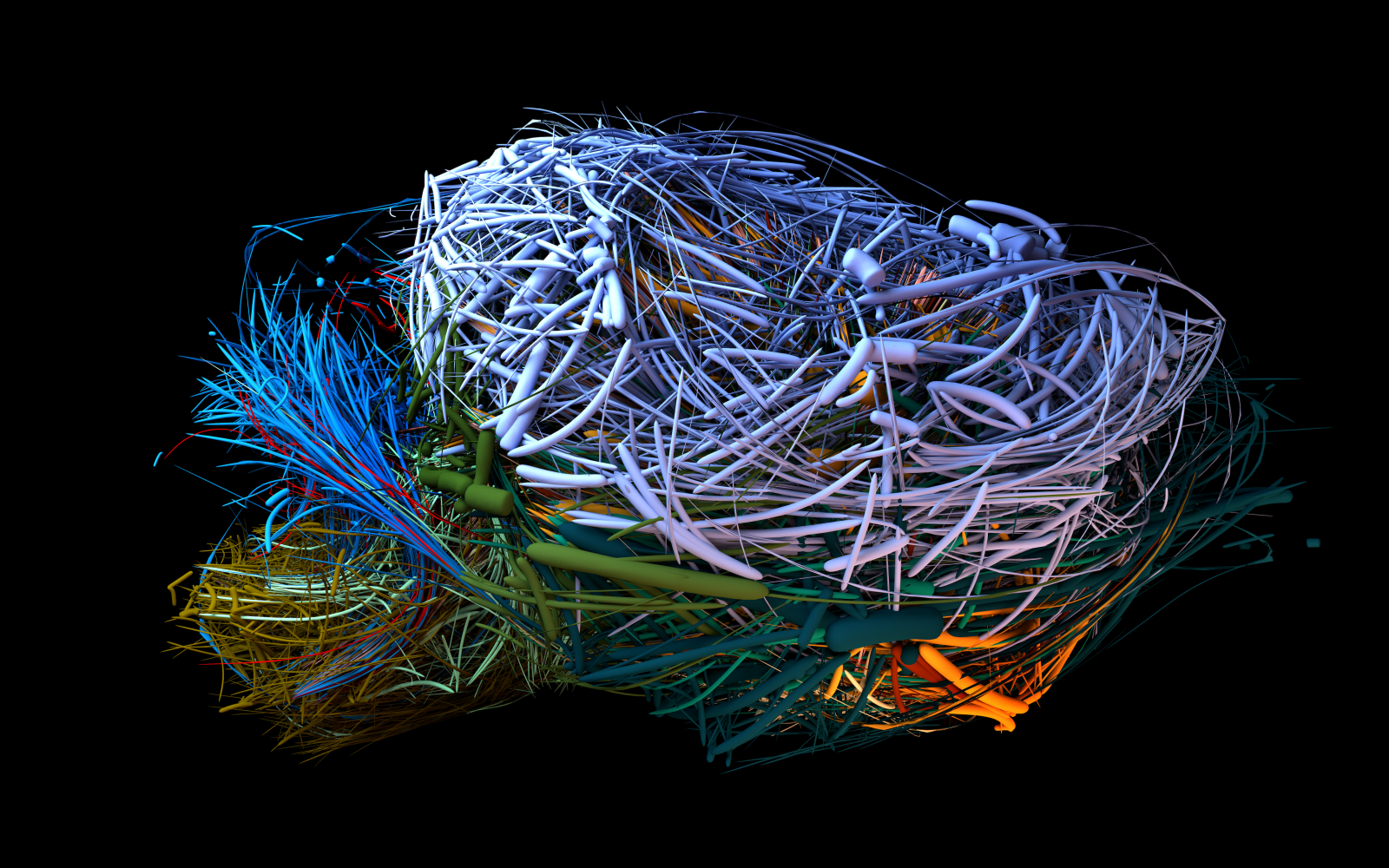 Visualisation of the connectome of a mouse brain in different colours