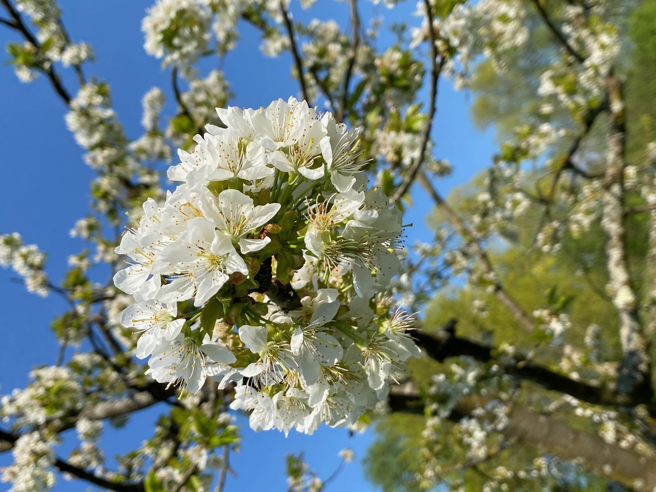 Foto einer Apfelblüte