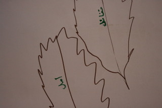 Drawing of two leaves, created during a workshop