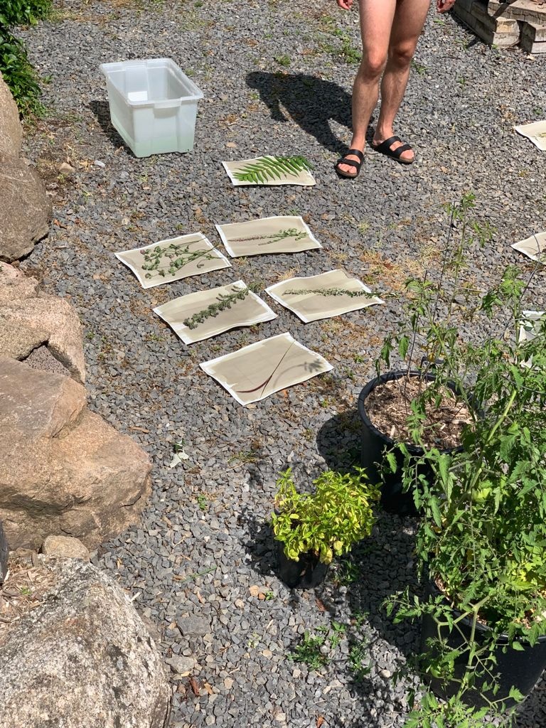 Photo of plants lying flat on sheets of paper. Behind them a gravel square.